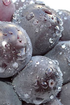 �˥塼�ԥ������̿�����